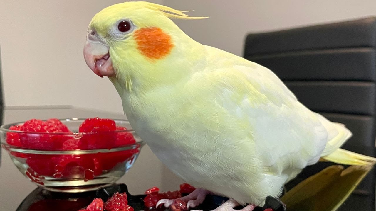 My Bird Does Not Like To Eat New Fruit Without Me