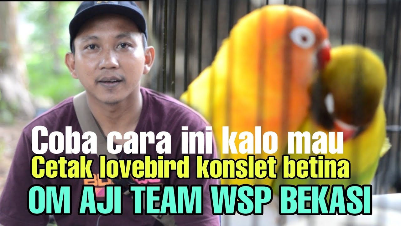 PROSES LOVEBIRD BETINA DARI FIGHTER KE KONSLET Kunci nya ada di mandi malem & pakan kenceng