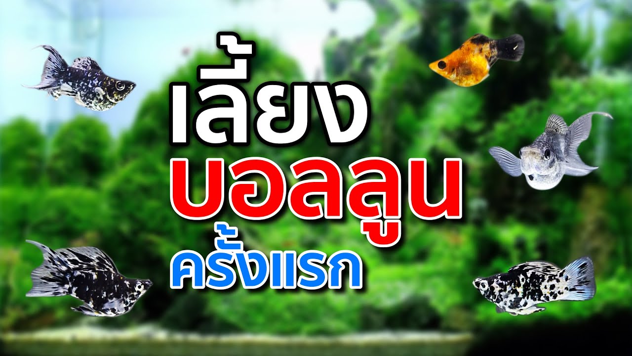 เลี้ยงปลาบอลลูนครั้งแรกหมดนี้ได้มา 300 บาทโคตรถูก