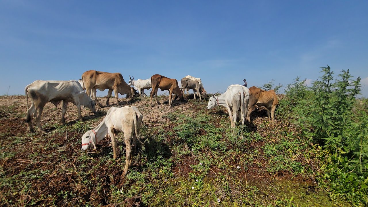 Natural cattle raising