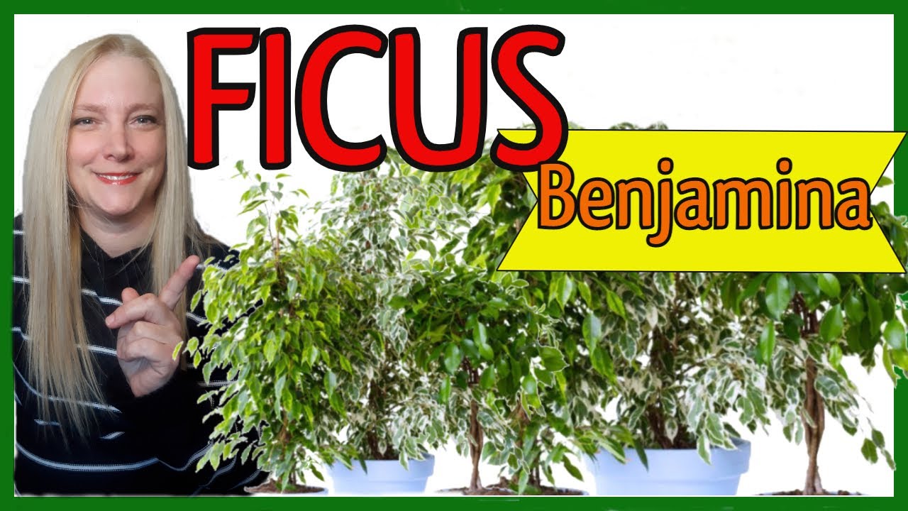 Ficus benjamina Cuidados y Propagación@VerónicaCampaniniPlantas