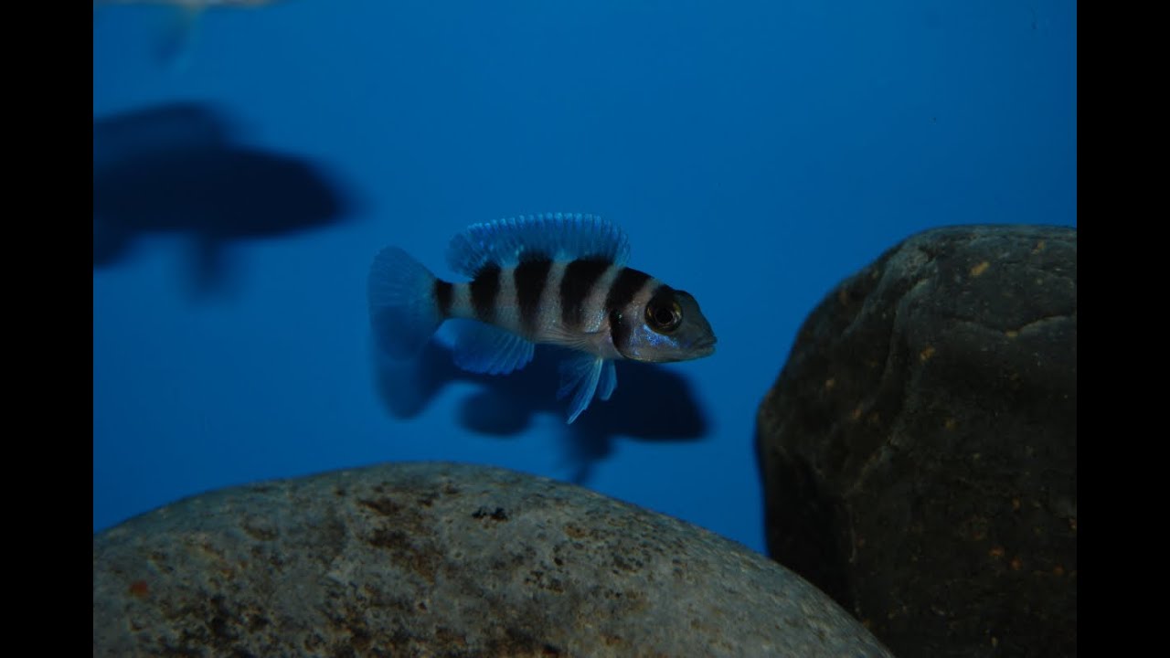 Species Sunday #3 Neolamprologus Tretocephalus |DW Aquatics