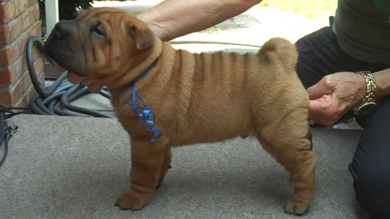 Margem Hills Shar-Pei Conrad Male 5 Weeks 8-7-17 AVAILABLE