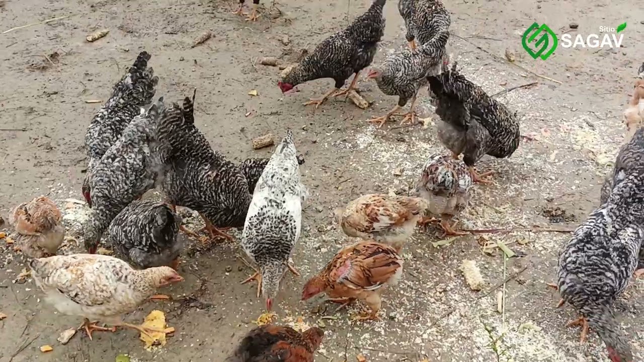 Ganhamos 29 galinhas e tivemos que improvisar um galinheiro