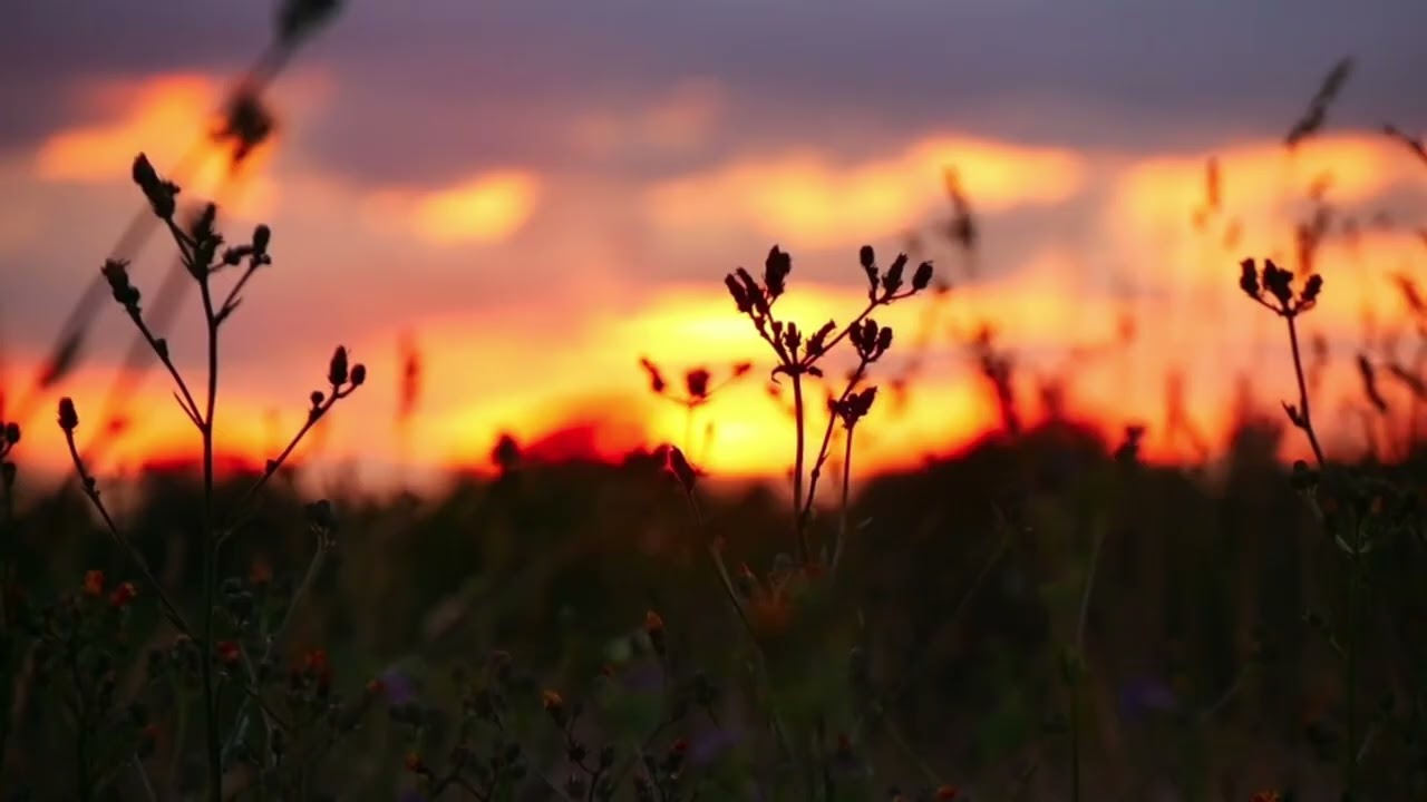 Relaxing Sleep Music + Insomnia​ & Meditation Music