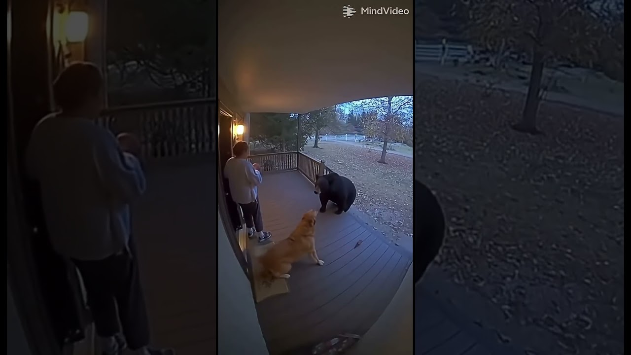 TOP 7: Perros que SALVARON a sus due&ntilde;os de animales salvajes 🐕⚔️🐍#perro