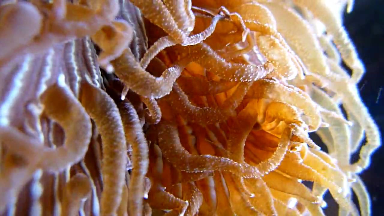 Panasonic DMC-FT1 Underwater macro [HD]