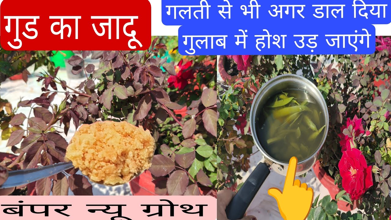 गुड ( jaggery) एक चम्मच गुलाब की जड़ों में जरूर डालें/ बंपर बेसिल सूट्स रॉकेट की स्पीड से बढ़ेंगी,