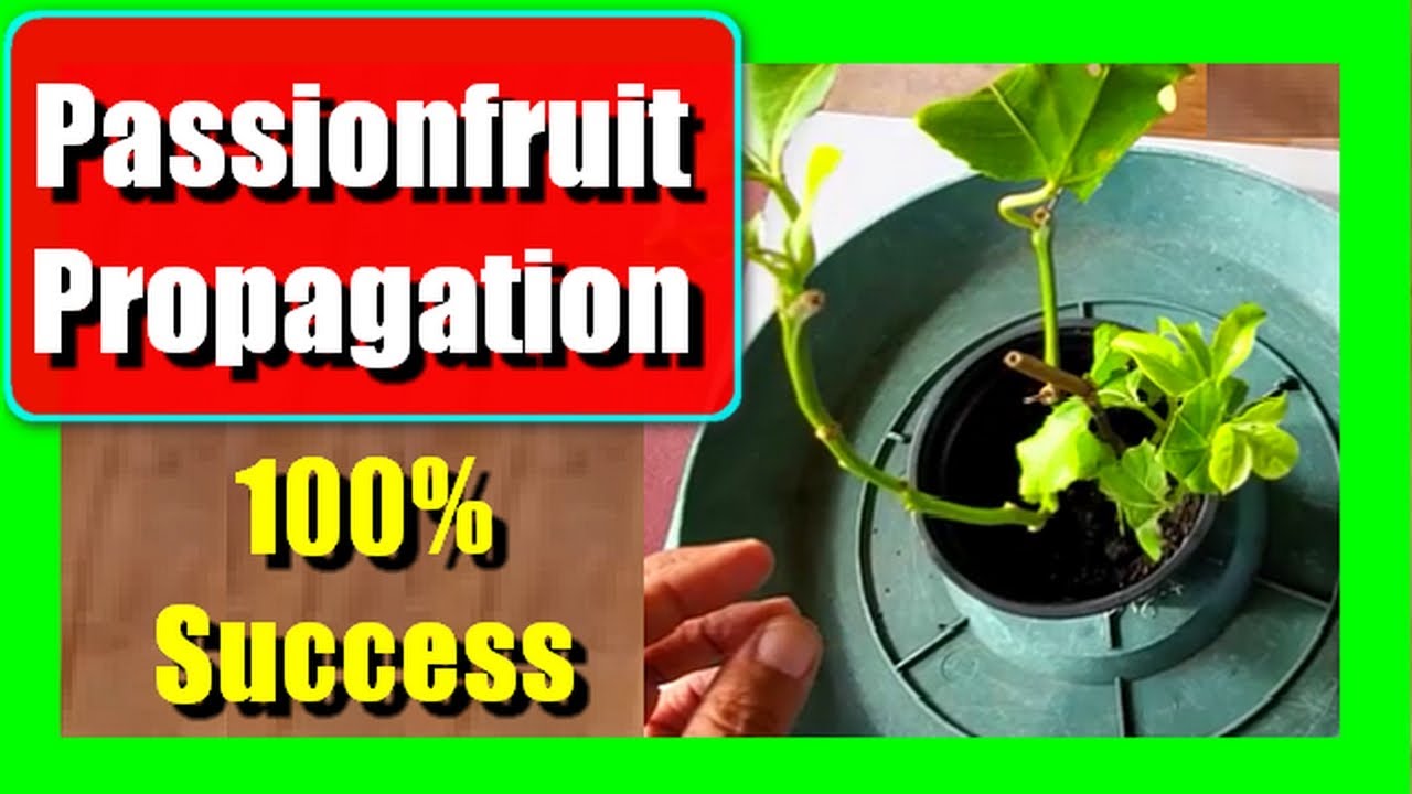 How to Grow Passion Fruit From Cutting | Easy Passion Fruit Propagation From Cuttings
