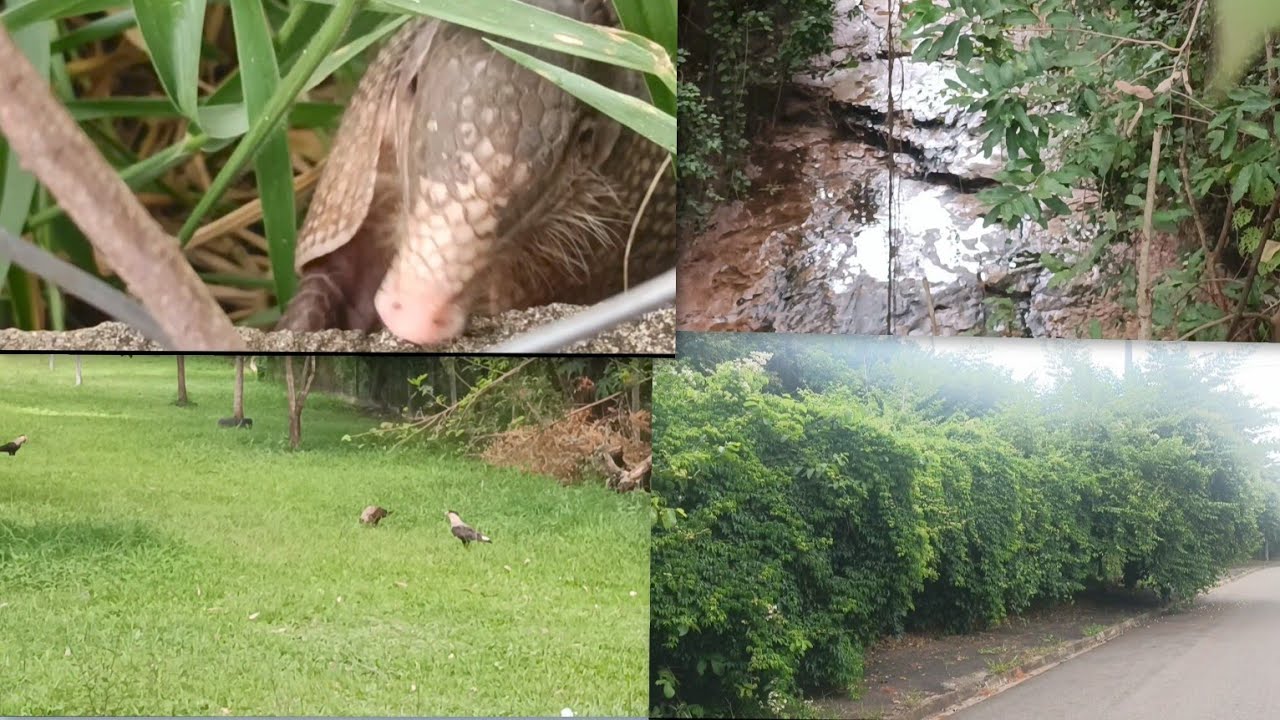 Mostrando a beleza da natureza, obra das mãos de Deus 🥰😍