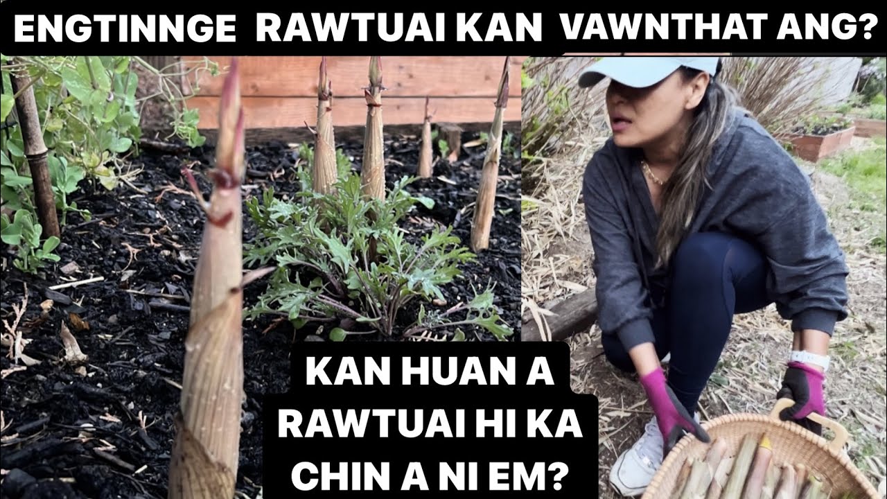 RAWTUAI VAWN THAT DAN || ENGTIA MAHNI HUAN A RAWTUAI THAR MAI NGE KAN NIH LE TIH ZAWHNA CHHANNA
