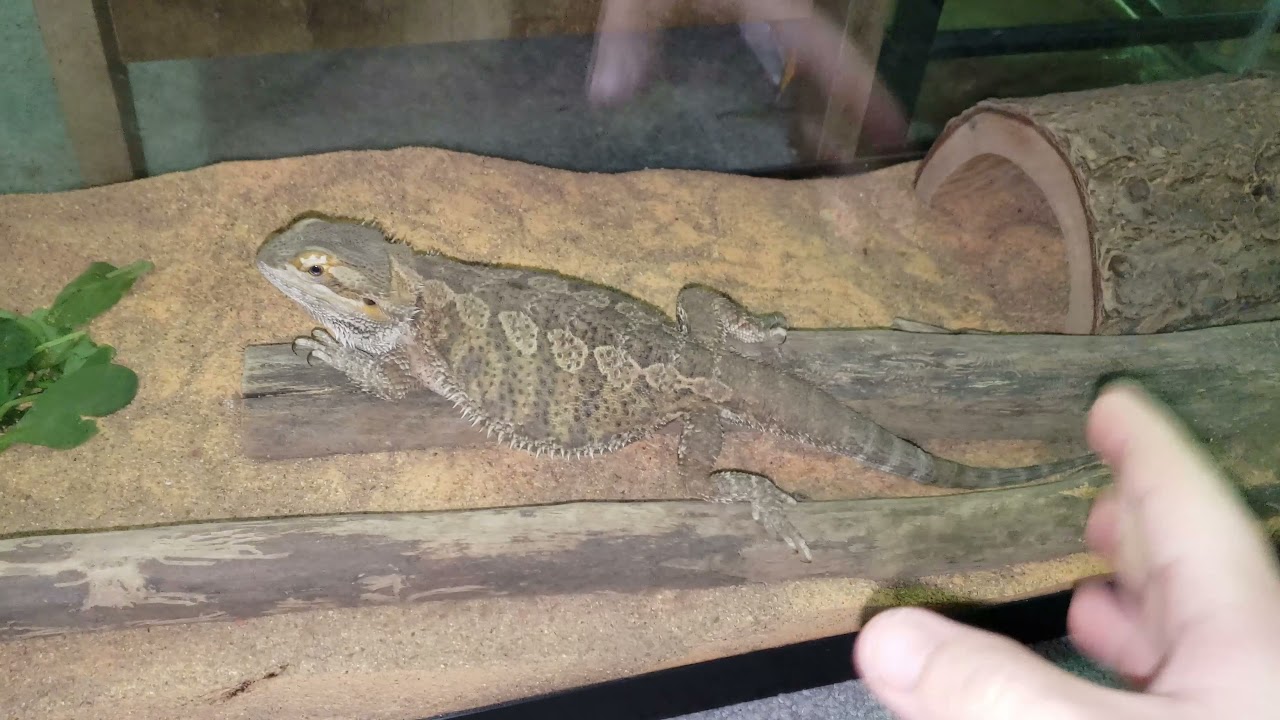 GIVING THE BEARDED DRAGON A BETTER CHANCE AT LIFE! | REPTILE RESCUE EP1