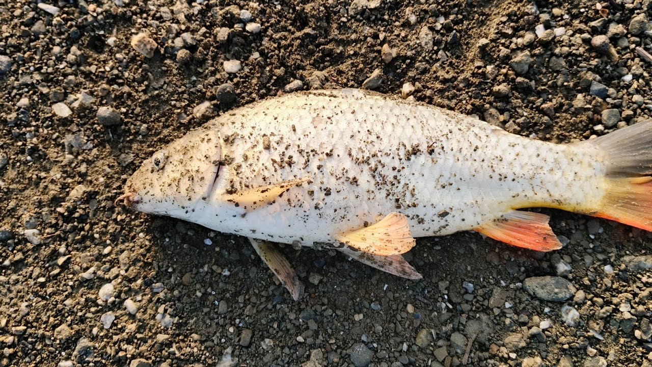 SOĞULCA BARAJINDA KAMP VE SAZAN AVI #doğa #fishing  BÖLÜM 1