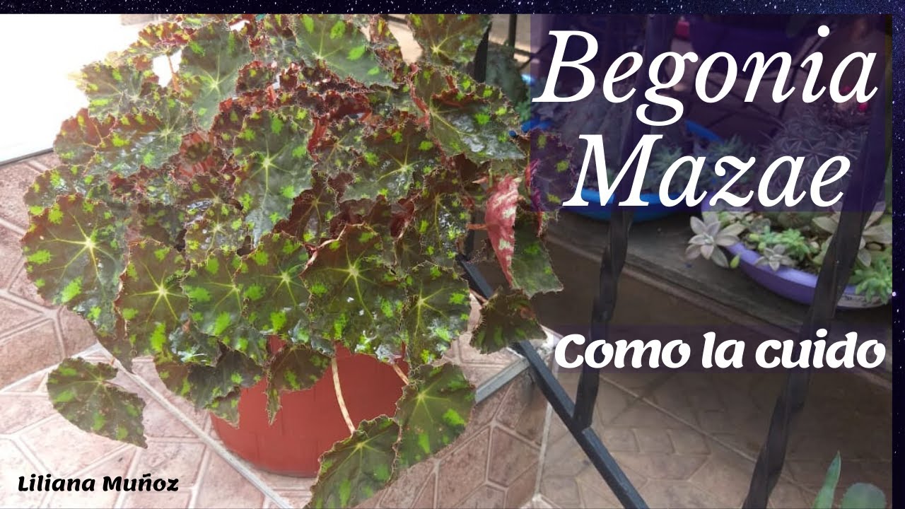 BEGONIA MAZAE / Como la cuido / Liliana Muñoz