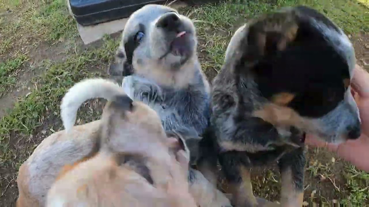 #6 Apache Last day with the Family Adorable Australian Cattle Dog Miniature Puppy 4/16/2022 Part 1