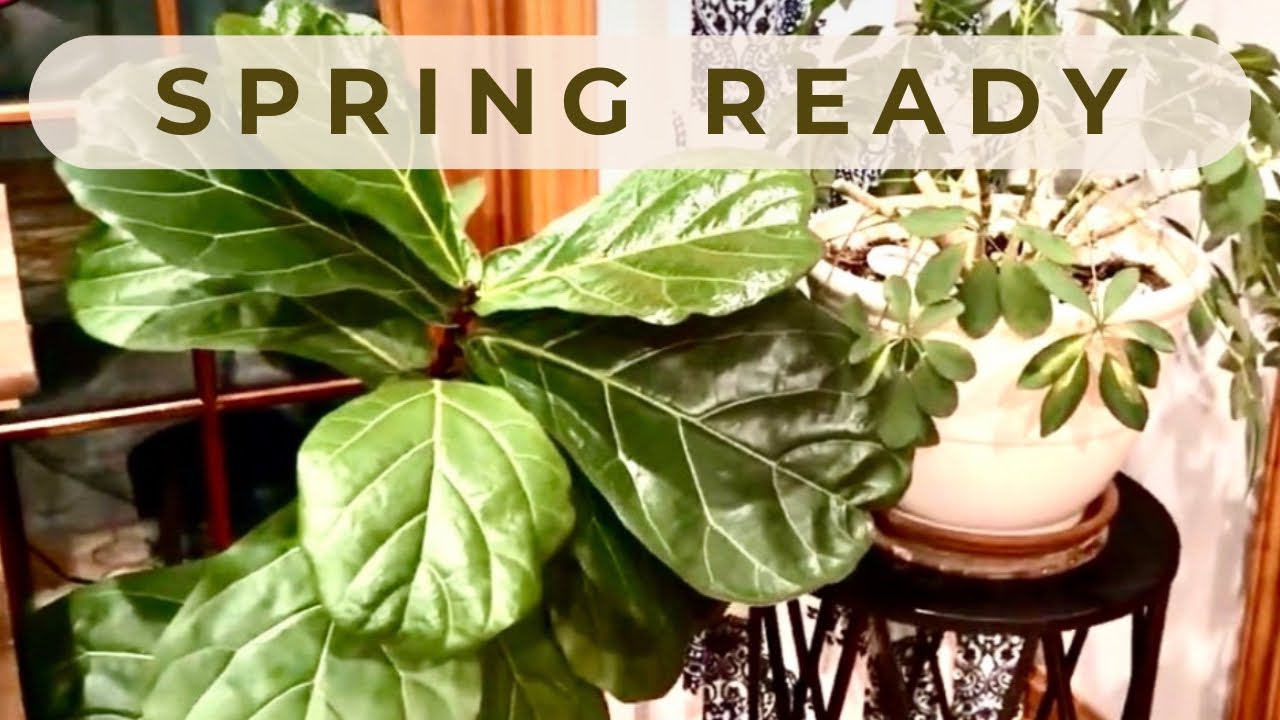 Transitioning Indoor Plants for Spring | Quiet Plant Care & Winter Comfort