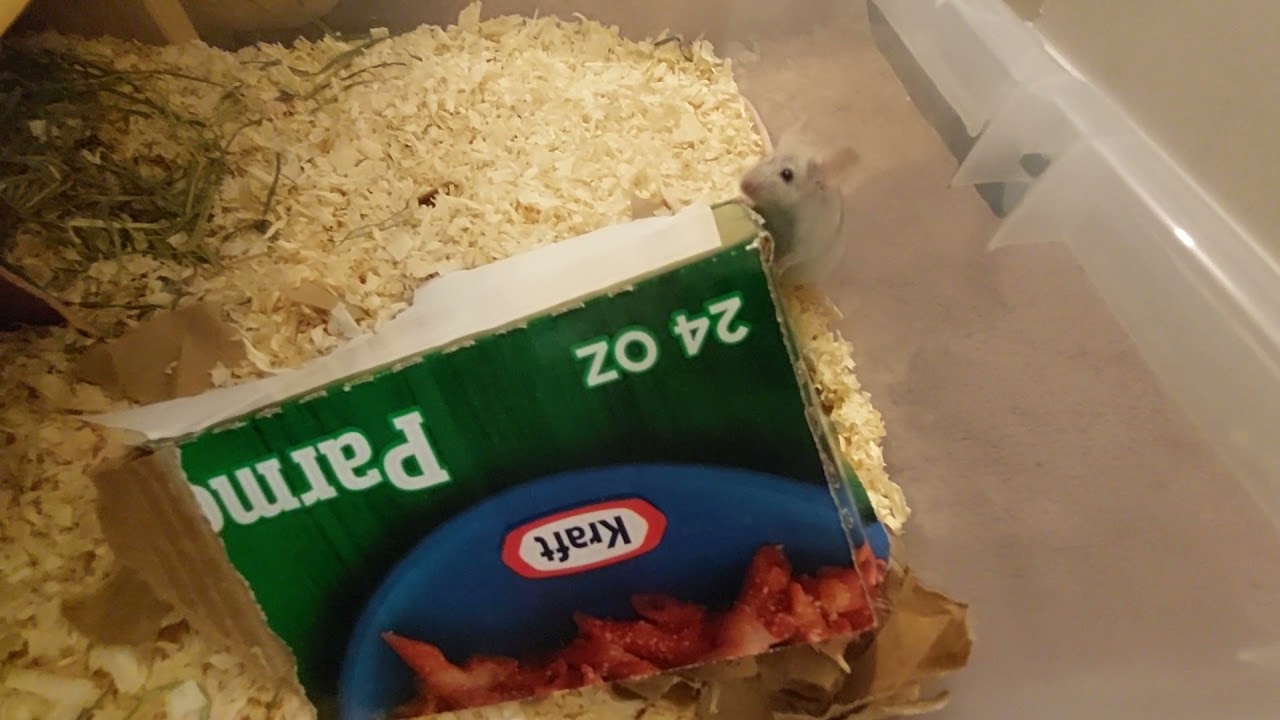 My FULL Mouse Breeding Setup-- great for pet, fancy, or humane feeder mouse breeding setups!