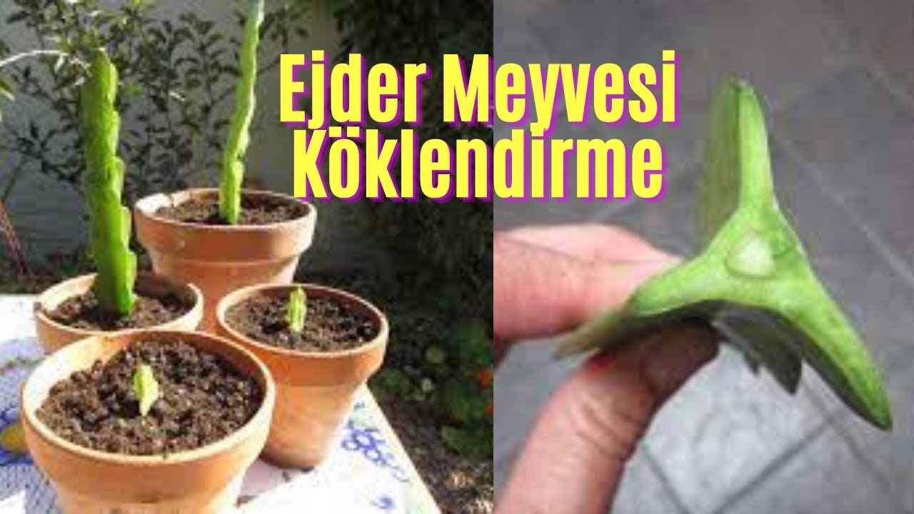 Ejder Meyvesi Ağacı - Fidanı Köklendirme