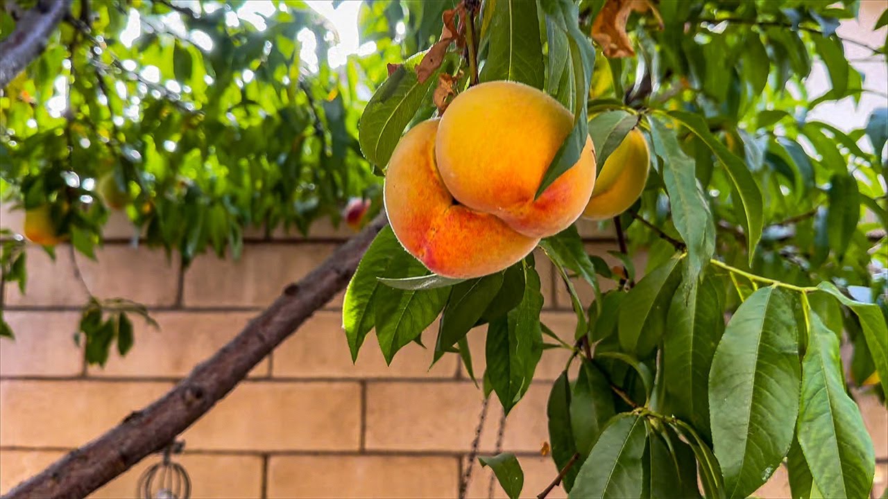 Southern California Backyard Garden Tour | July Update