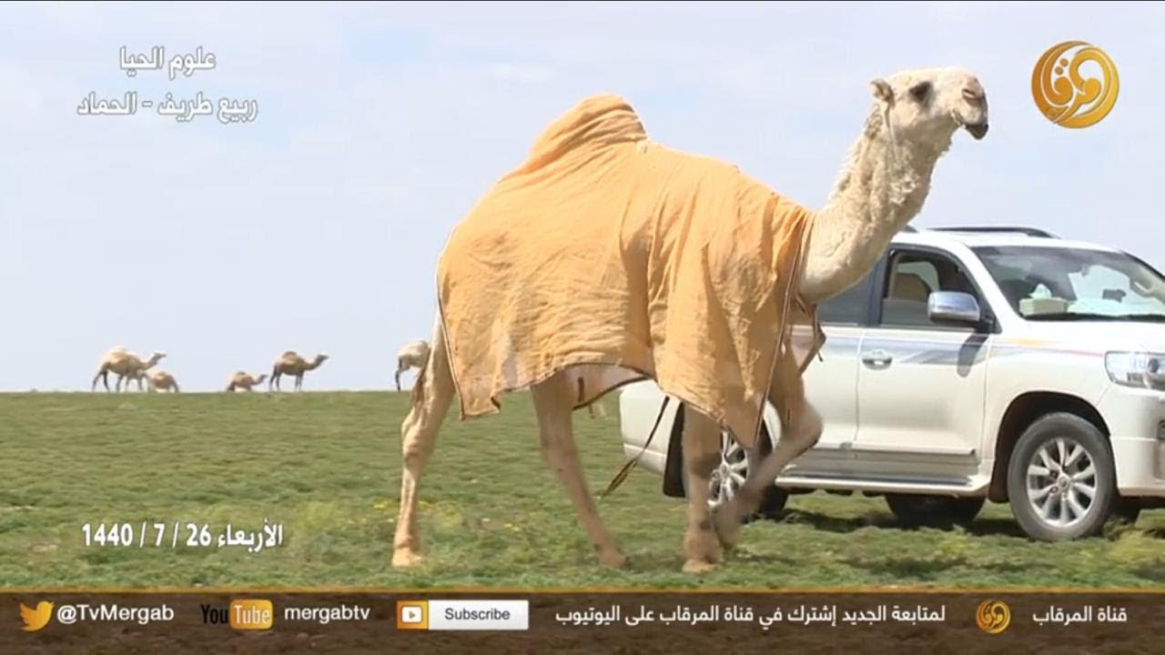 علوم الحيا - ربيع طريف 2019 الجزء 3 - في ضيافة مالك الإبل  فيصل بن سعد الزمامي الدوسري