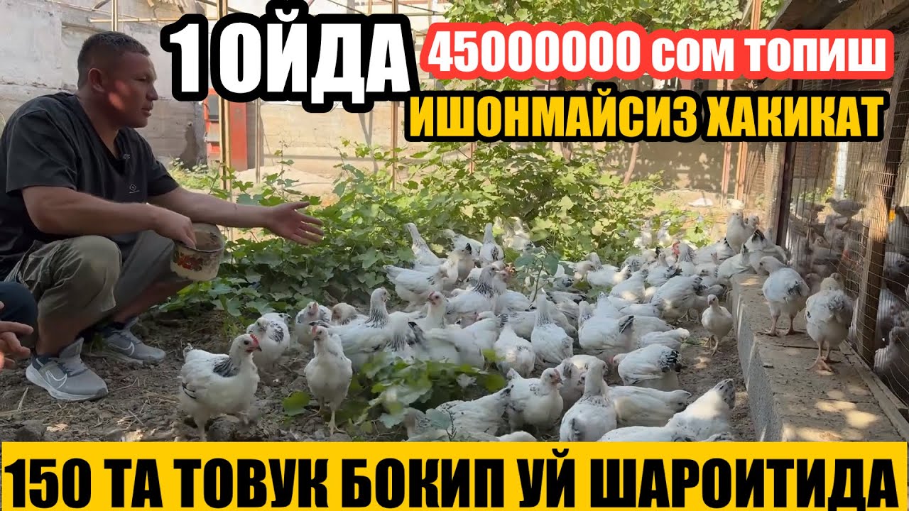 Адлериски товуклар  кандау бокилади +998 97-595-19-39