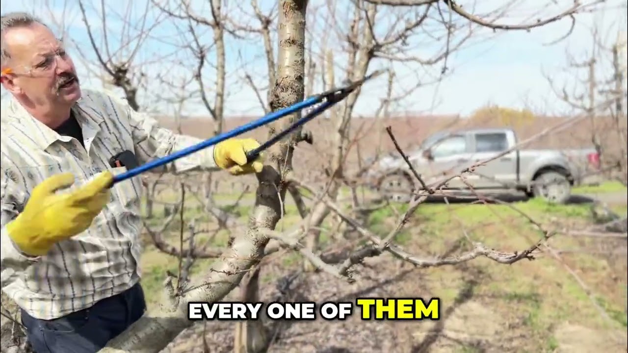 Pruning Cherries for Bigger Fruit: Expert Tips
