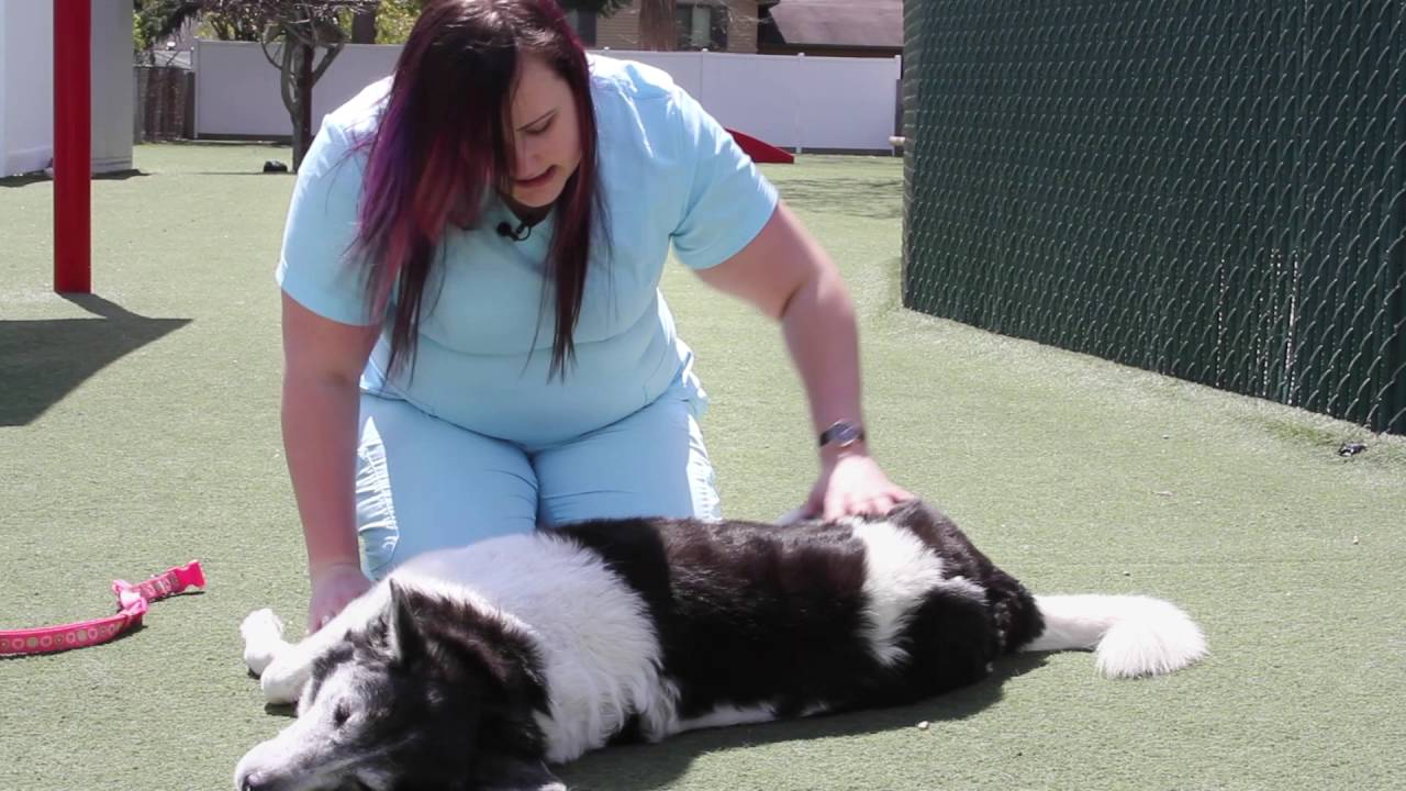 How to Protect Your Dog from Ticks!