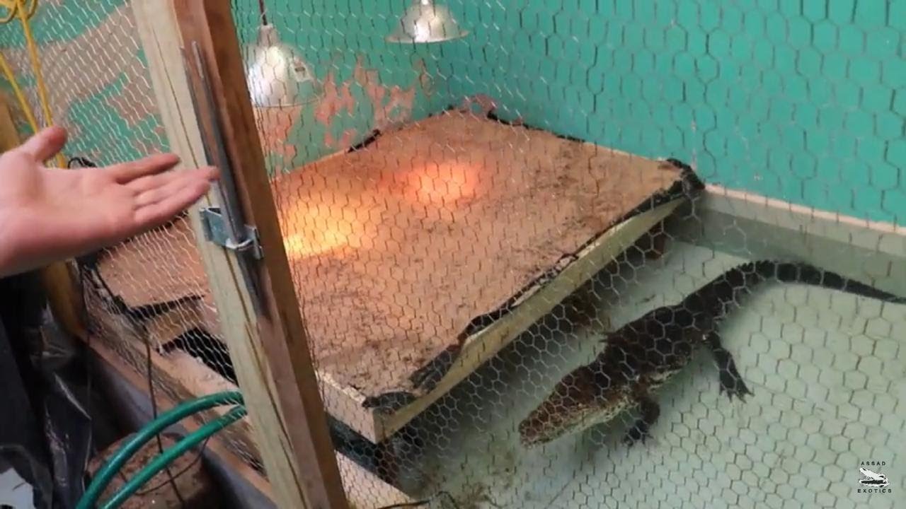 Terminada La Zona Seca De Mi Cocodrilo