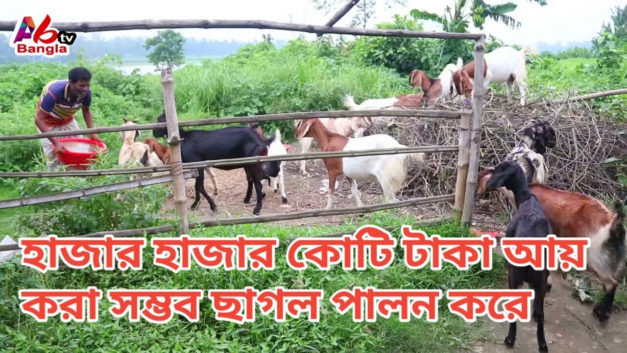 ব্ল্যাক বেঙ্গল ছাগল থেকে কোটি টাকা আয় করা সম্ভব মাস্টারের কাছে থেকে জানুন|abtv 326 goat