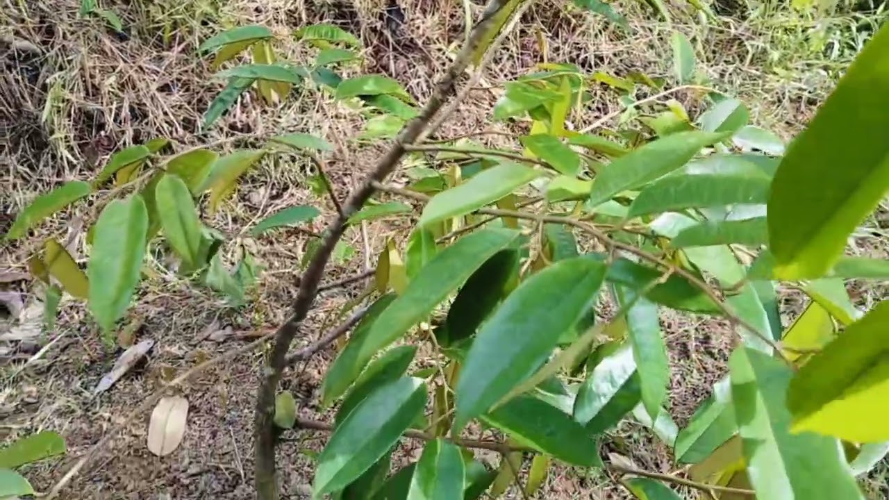 🟡PEMUPUKAN DURIAN‼️DURIAN DURI HITAM DAN MUSANG KING🌳