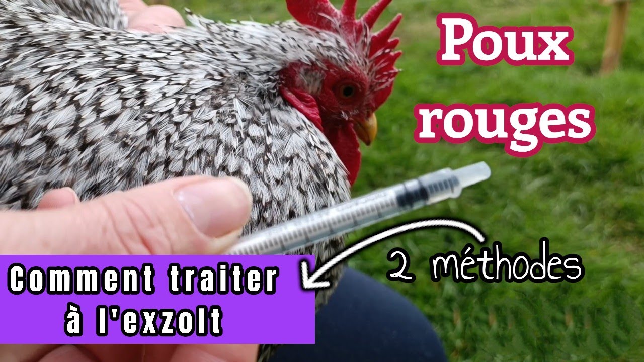 LES POUX ROUGES  traitement a l'exzolt c'est radical ... comment l'utiliser !