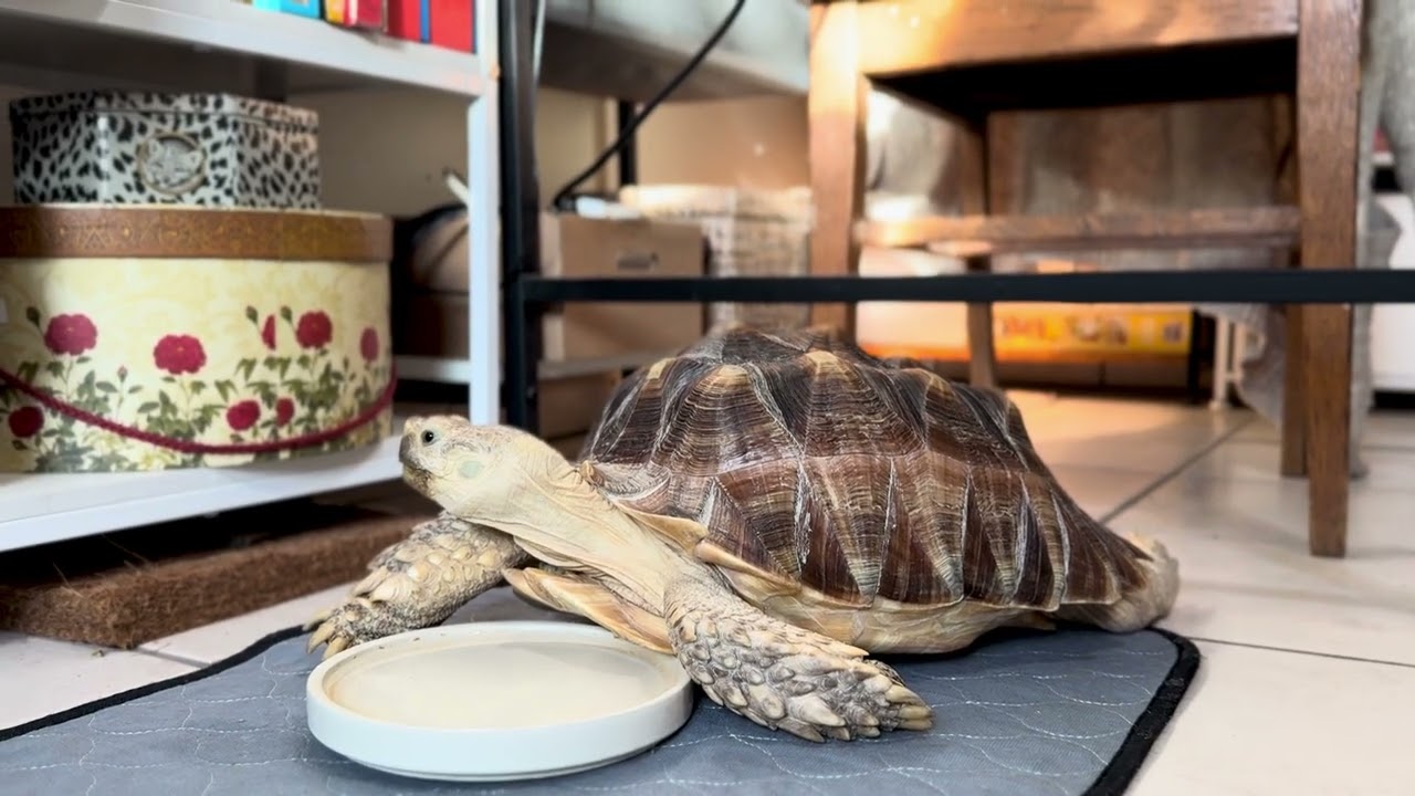 Relaxing Morning smooth jazz with Tortellini 🐢TurtleZen
