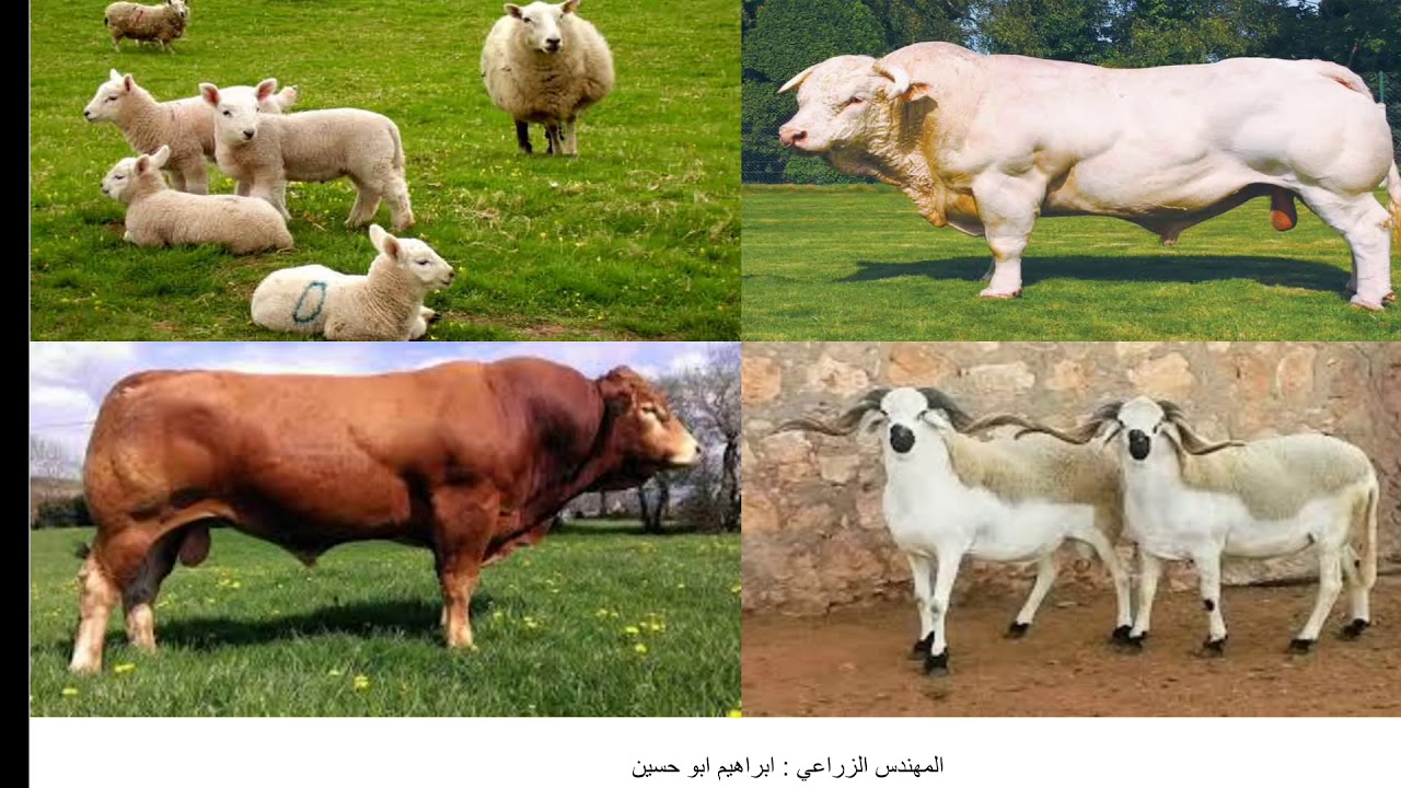 التوجيهي الزراعي . الإنتاج الحيواني . الفصل الاول . الوحدة الرابعة . الدرس الثاني