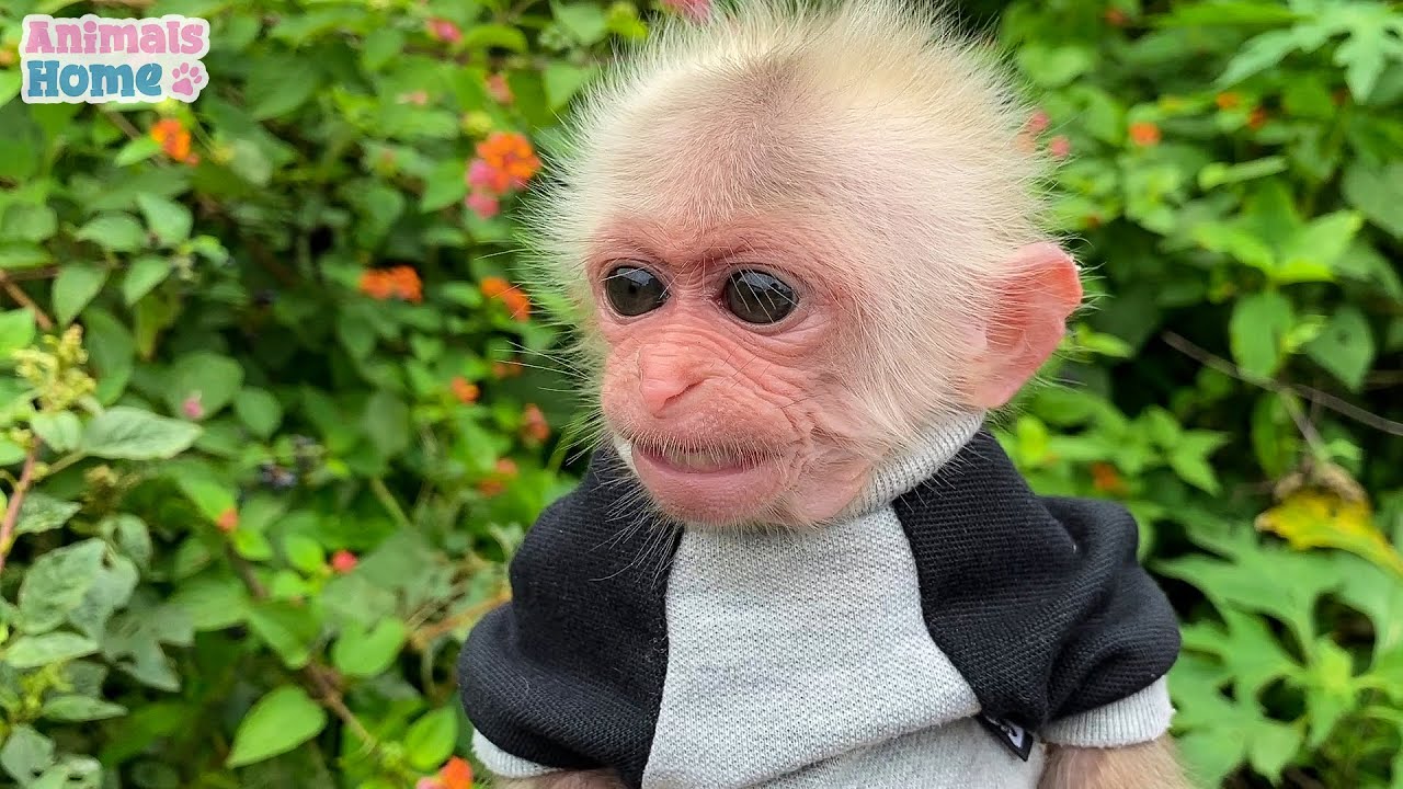 Dad takes care of and trained monkey BiBi