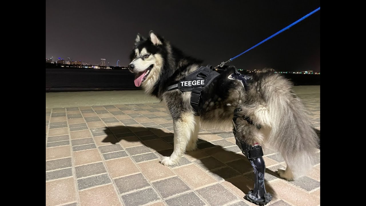 Boris' Tripawd Prosthetic Leg Journey with OrthoPets