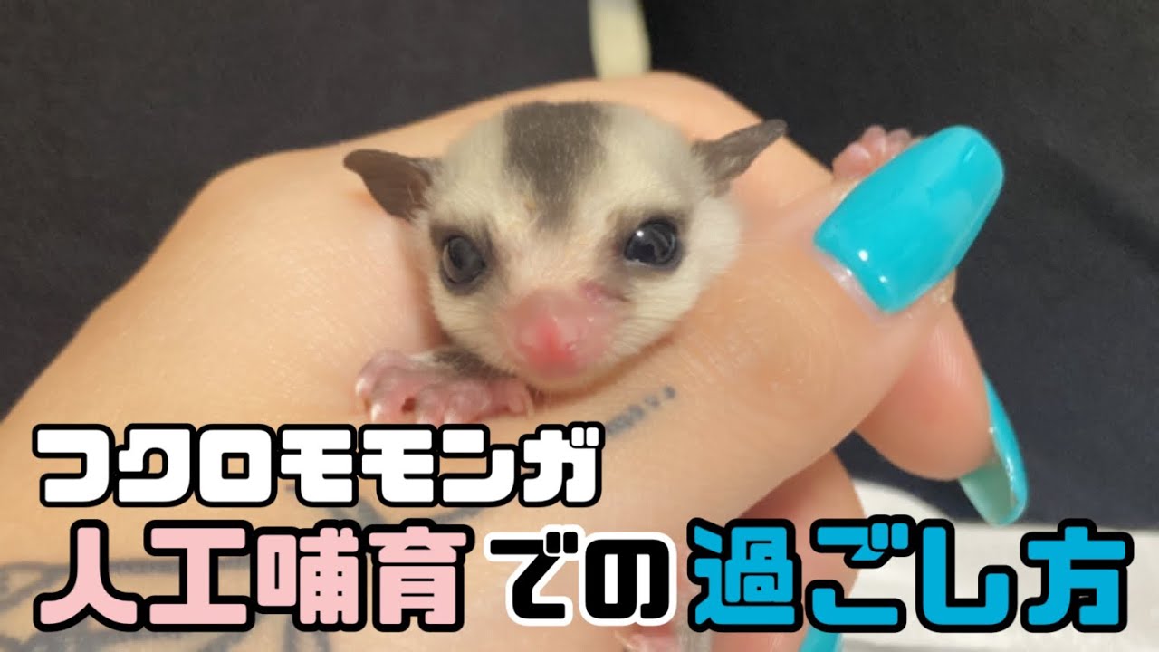 【フクロモモンガ】人工哺育の日常。