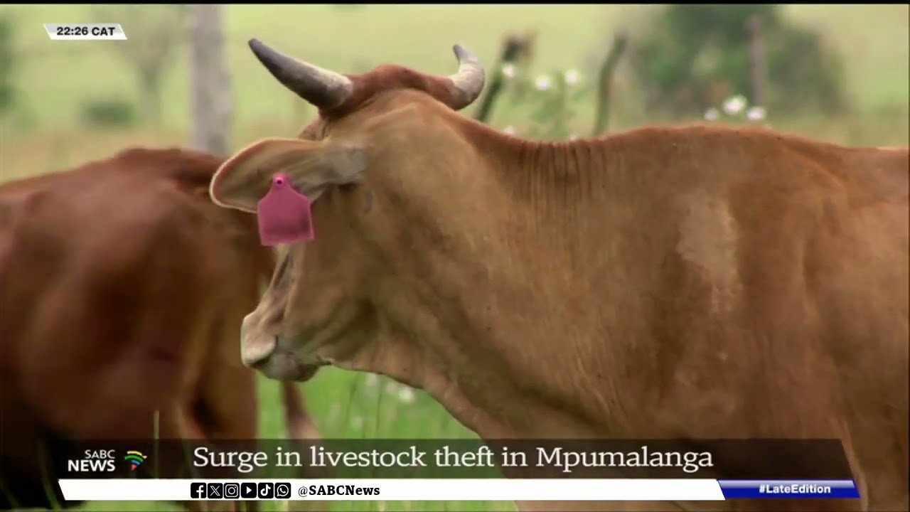 26 cattle recovered during stock theft raid in Mpumalanga
