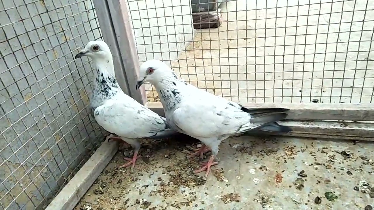kalpare pigeon