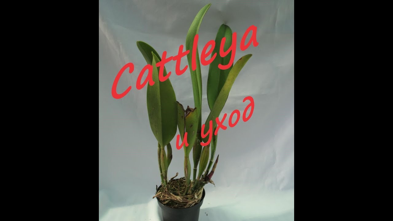 Cattleya и уход