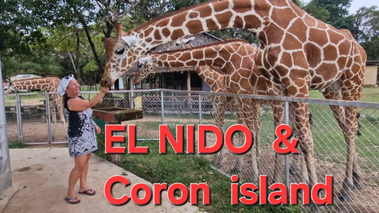 PHILIPPINES✈️ EL NIDO @ CORON ISLAND🏖🦒🦓🦌🐦🐢🐊🐉
