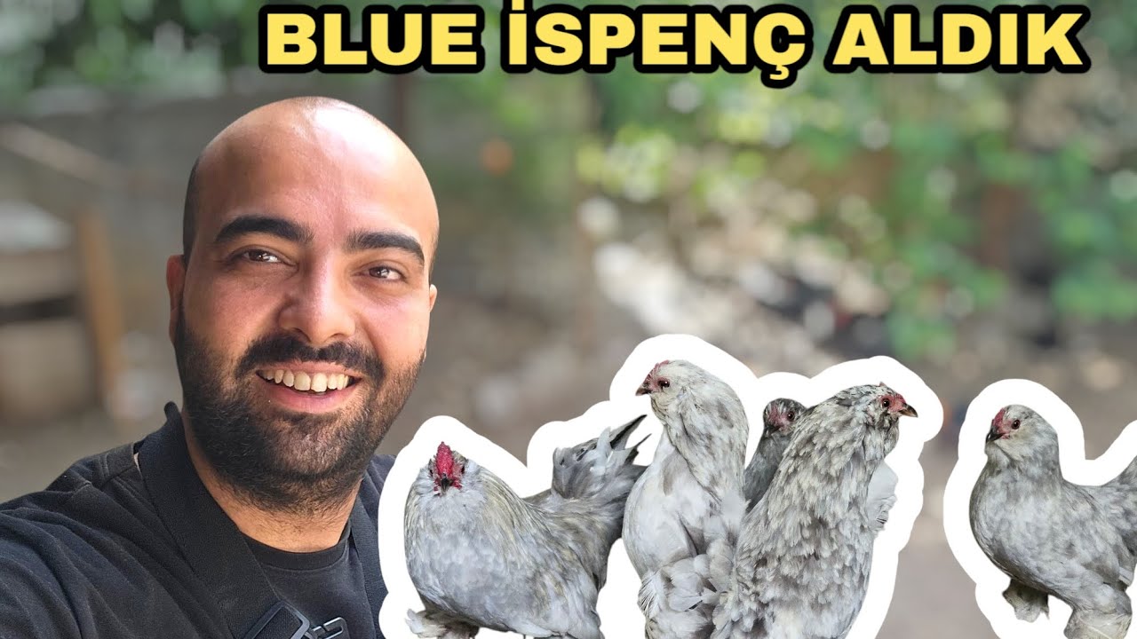 İSPENÇ TAKIM ALDIK / YENİ ANAÇLARIMIZ BLUE İSPENÇ