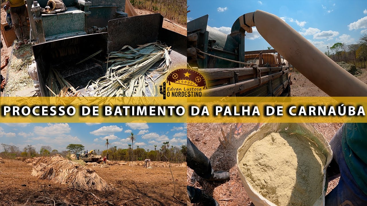 Processo de Batimento da Palha de Carnaúba (Parte 2)