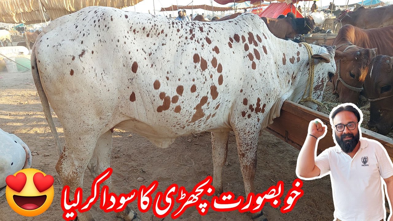 Naseeb ka SODA😍😍 | Sangjani Cow Mandi Latest Updates | Bhatta chowk mandi 2024 Updates