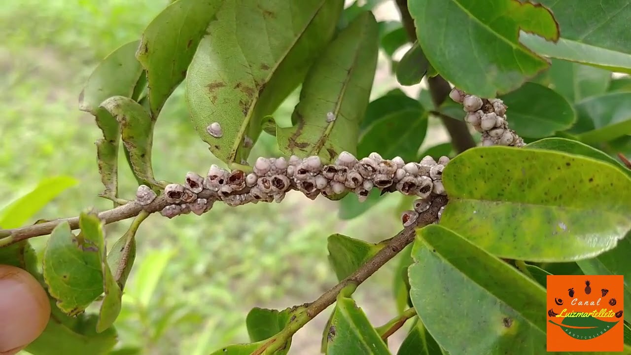 Controle de cochonilhas: graviola fruta do conde Atemoia Ceroplastes soursop control Sugar apple