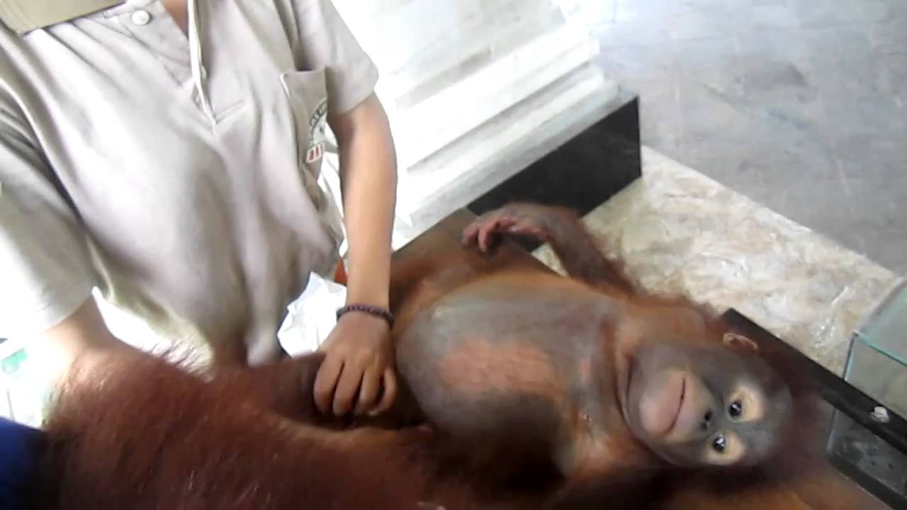 Nikolas or Monika the Monkey changing diapers
