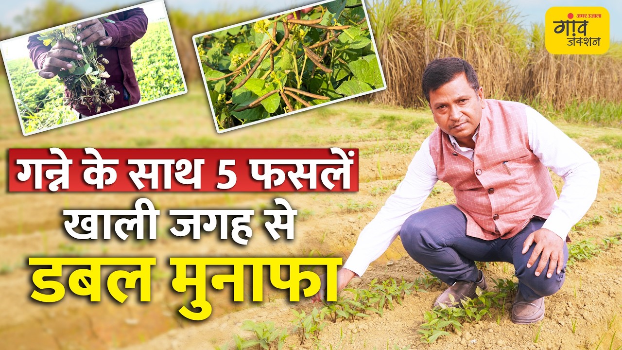 गन्ने के साथ सहफसली खेती का मॉडल: मूंग, उड़द, भिंडी के साथ एक ही खेत में ज्यादा उत्पादन कैसे लें?