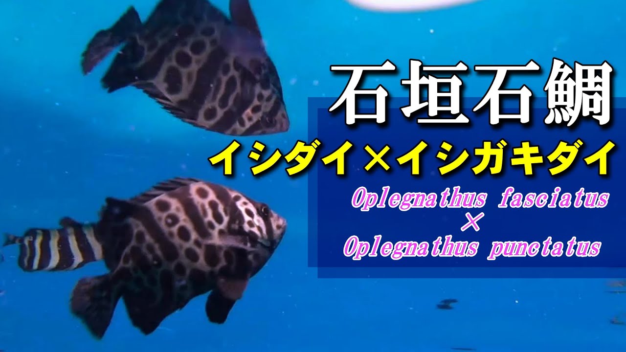 【 イシダイ&times;イシガキダイ交雑 】繁殖しない？イシガキイシダイ Oplegnathus fasciatus &times; Oplegnathus punctatus