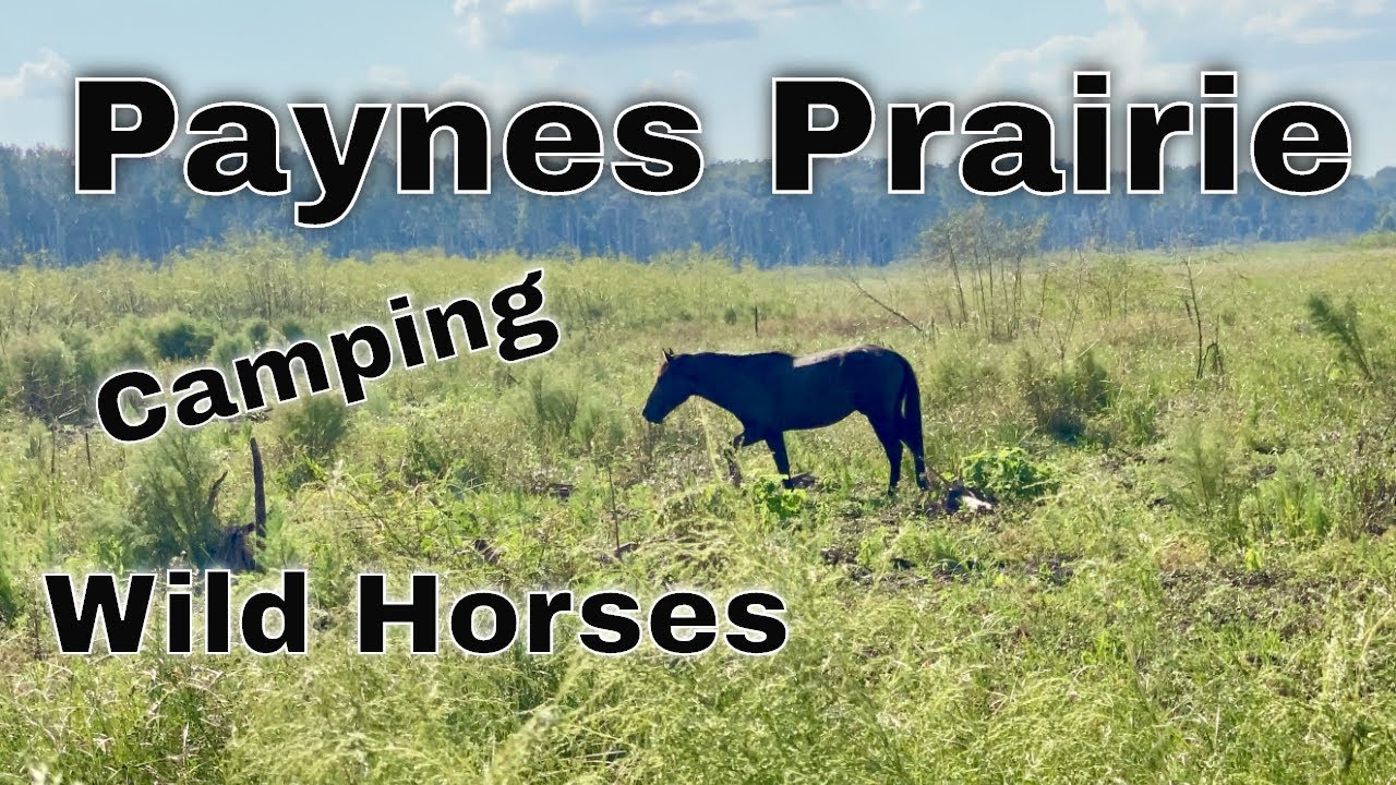 Camping, Hiking at Biking at Paynes Prairie