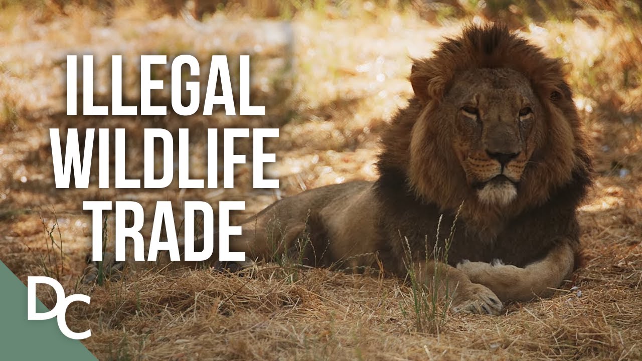 The Illegal Trade & Deforestation On Our Planet | Why On Earth | Documentary Central