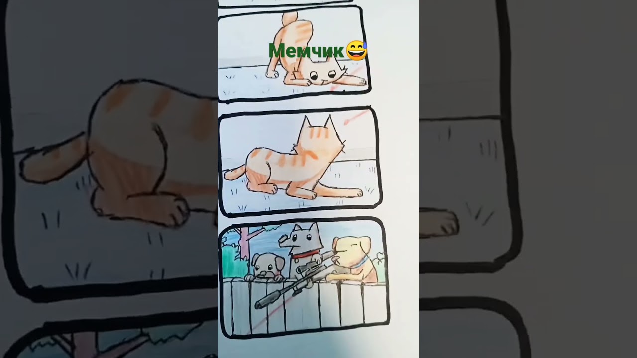 #кот